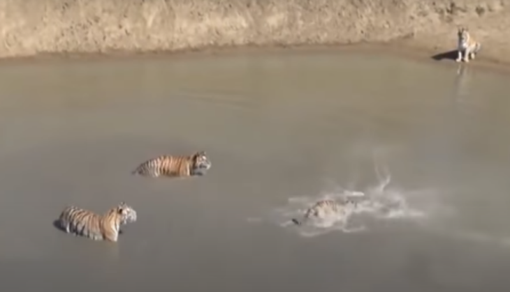 Tiger trying to hunt duck