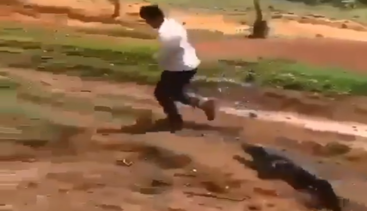 crocodile