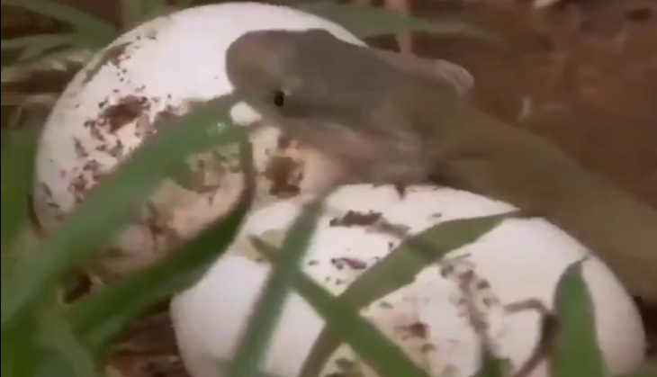 snake