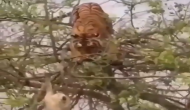 बंदर का शिकार करने के लिए पेड़ पर चढ़ गया बाघ, वीडियो में देखें आगे हुआ क्या