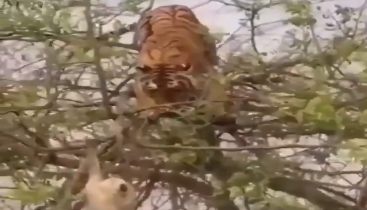 Tiger and Monkey