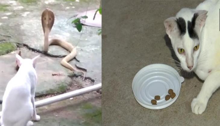 Pet cat stops cobra from entering home; know what she does next [See Pic]