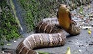 Petrifying pic of king cobra eating cobra goes viral; here’s how IFS officer reacted