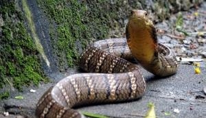 Petrifying pic of king cobra eating cobra goes viral; here’s how IFS officer reacted
