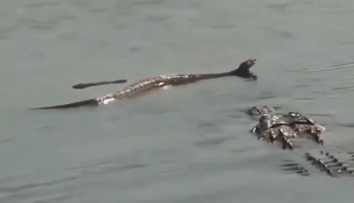 Crocodile attack