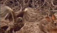 खरगोश का शिकार करने के लिए बाज से आसमान से किया हमला, वीडियो में देखें आगे हुआ क्या