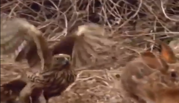 Hawk