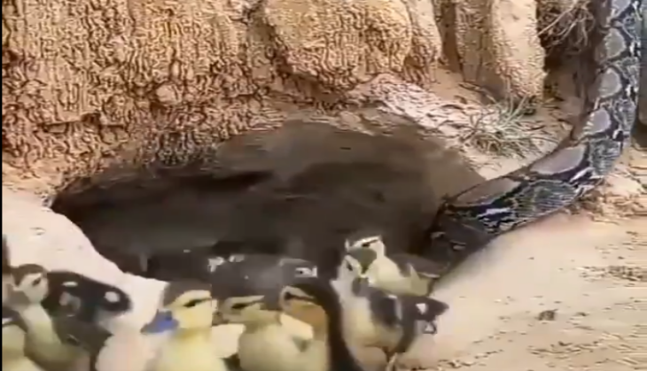 Python attack