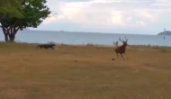 हिरण को देख पानी से बाहर निकल आया मगरमच्छ, वीडियो में देखें शिकार करने के लिए कैसे लगाई दौड़ और फिर...