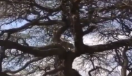लंगूरों का शिकार करने के लिए पेड़ पर चढ़ गया तेंदुआ, वीडियो में देखें कैसे जान बचाकर भागा शिकारी