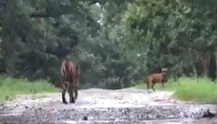 Dog and Tiger