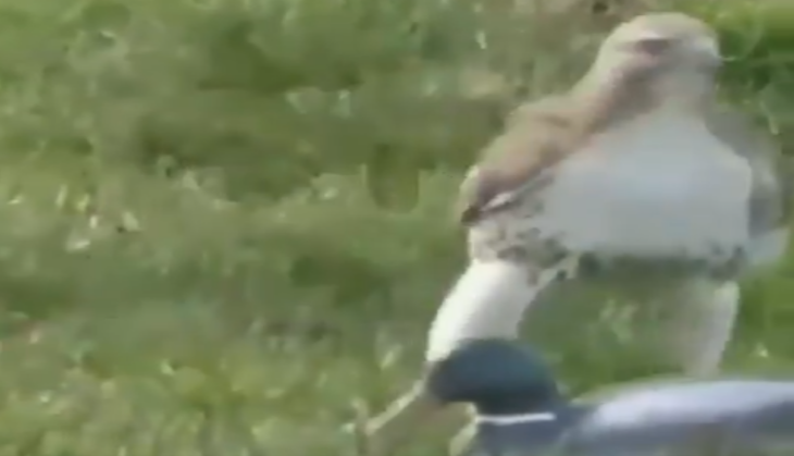 Eagle