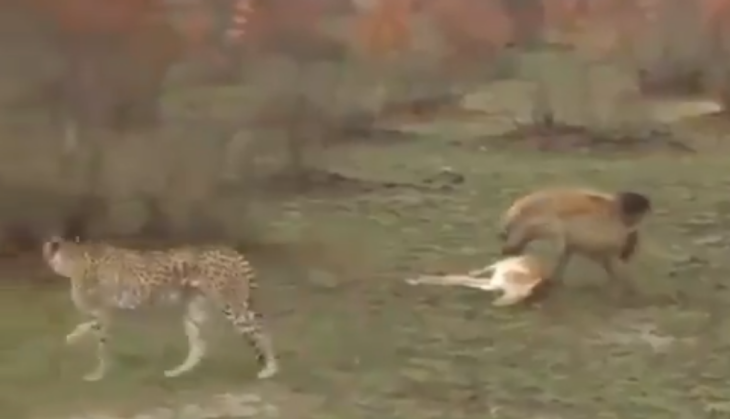Hyena and Deer