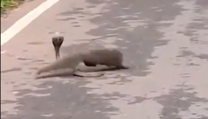 कोबरा को देख बीच सड़क पर मारने को टूट पड़ा नेवला, वीडियो में देखें कैसे हुई दोनों के बीच जिंदगी की जंग