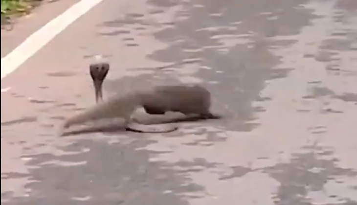 Mongoose attack