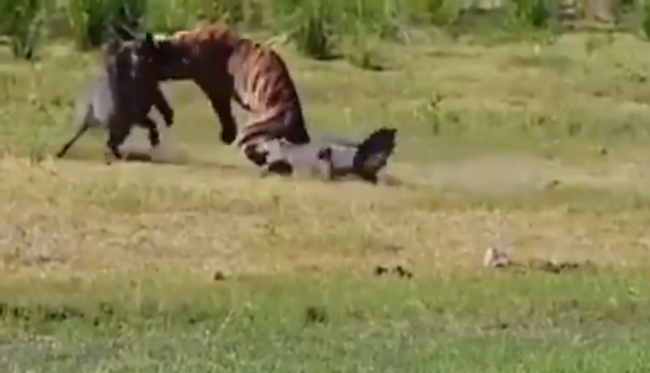 tiger and crocodile