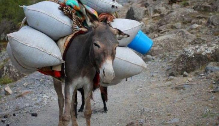 donkey