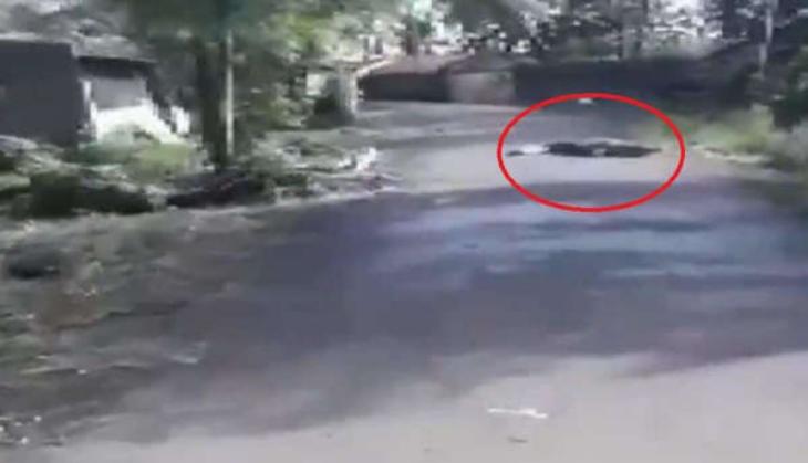 Crocodile spotted crossing street amid heavy flood in Maharashtra [WATCH]