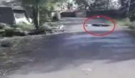 Crocodile spotted crossing street amid heavy flood in Maharashtra [WATCH]