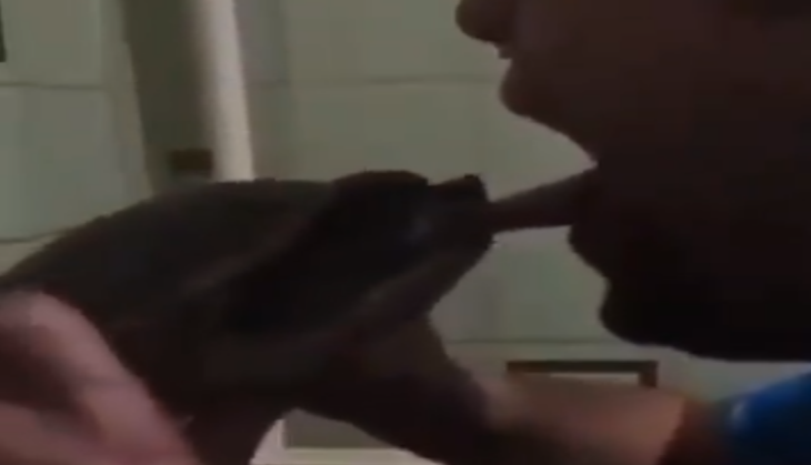 Turtle kiss