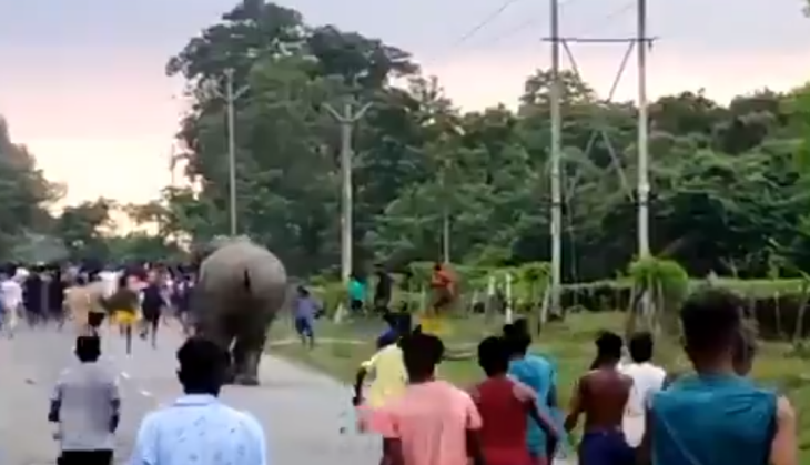 Angry Elephant