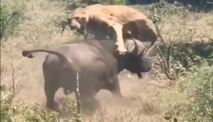 Buffalo attack on lion