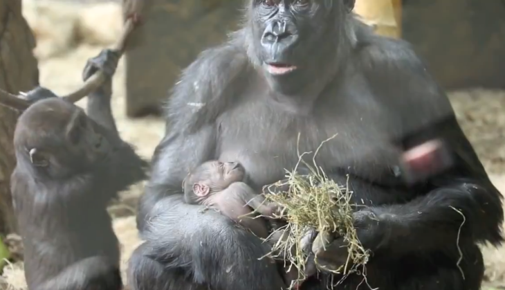 Chimpanzee