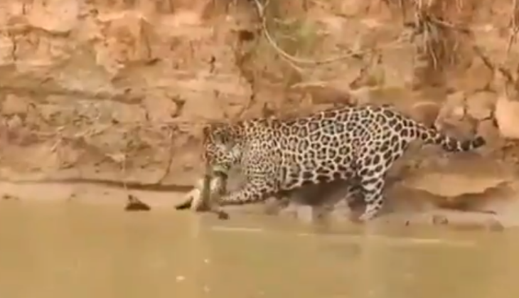 Leopard trying to hunt python