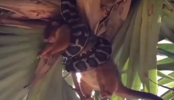 Python