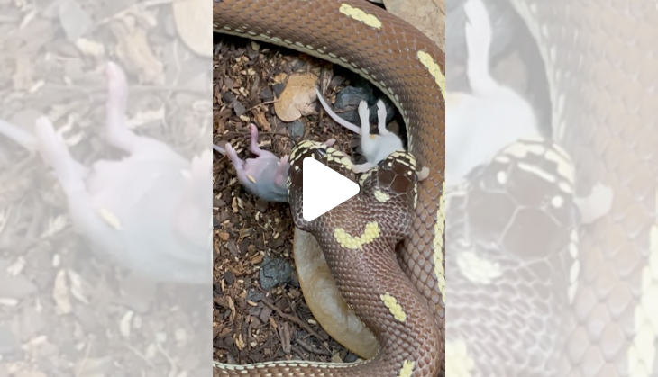 Video of two-headed snake swallowing mice goes viral; watch at your own risk