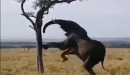 पेड़ के पत्तों तक नहीं पहुंच रही थी हाथी की सूंड़, वीडियो में देखें फिर अपनाई क्या तरकीब
