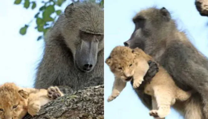 Lion cubs