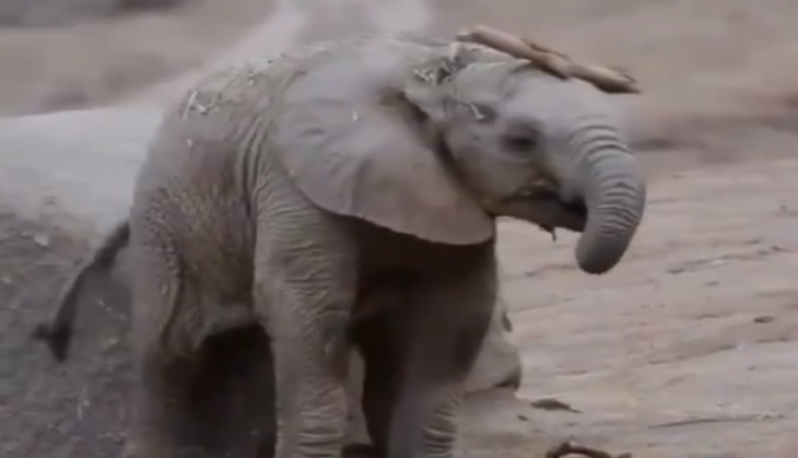 Baby Elephant
