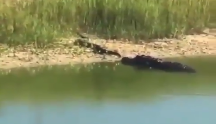 Crocodile