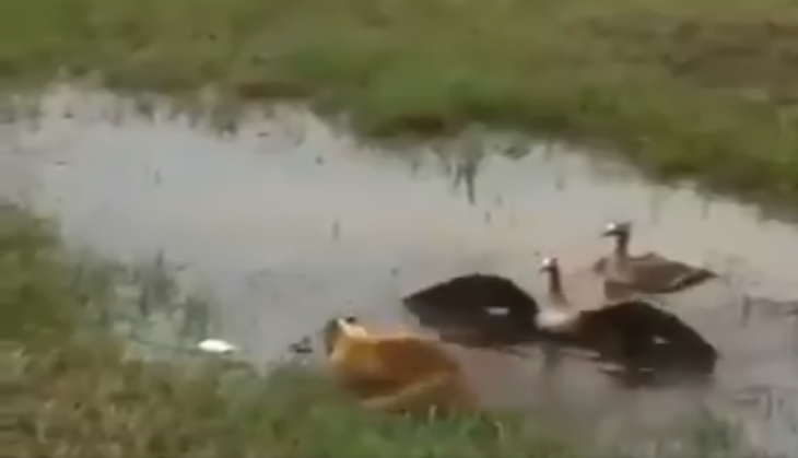 Fox and Duckling