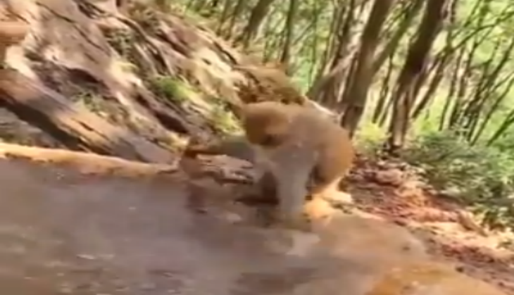 Mother monkey