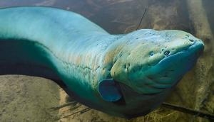 Man inserts 20 cm eel into rectum; what happens next will shock you!