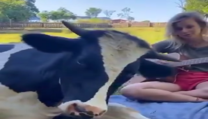 Cow