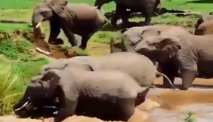 Elephant
