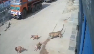 शहर में घुसकर तेंदुआ ने मचाया आतंक तो भगाने के लिए दौड़ पड़े कुत्ते, वीडियो में देखें आगे हुआ क्या
