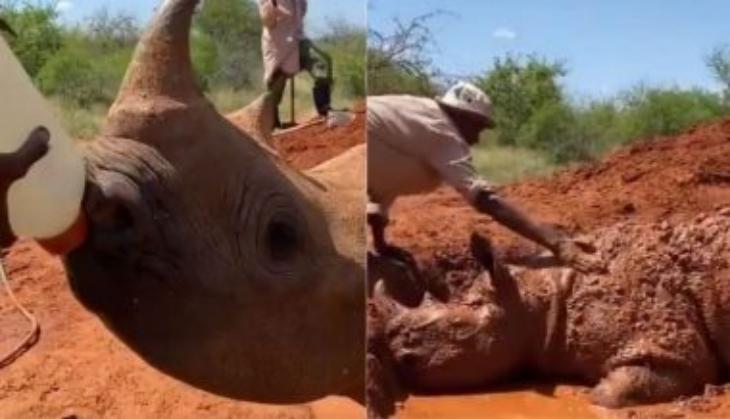 Baby Rhino