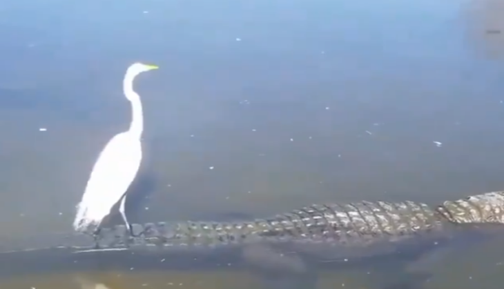Heron