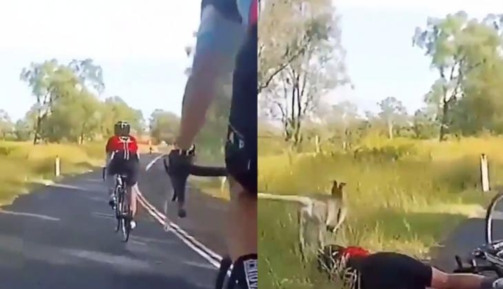 Kangaroo
