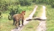 जंगल में घूम रहे बाघ के सामने आ गया विशालकाय अजगर, वीडियो में देखें आगे हुआ क्या