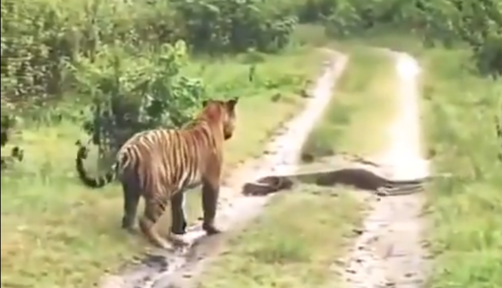 Tiger and python
