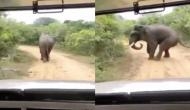 जंगल में जीप से हाथी का पीछा कर रहे थे पर्यटक तभी आ गया गजराज को गुस्सा और फिर...