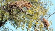 Monkey dodges leopard attack to save his life [WATCH]