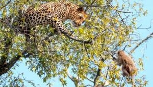 Monkey dodges leopard attack to save his life [WATCH]