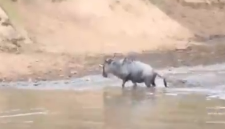 Crocodile attack