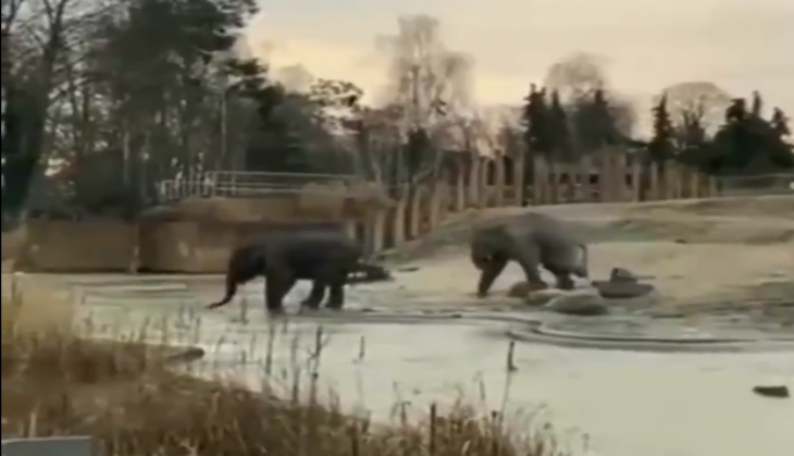 Elephant